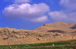 West Bank Landscapes